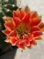Preview: Lobivia Hybr. orange rot